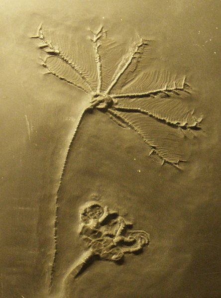 Photo:  Fossil of Hapalocrinus, an extinct echinoderm